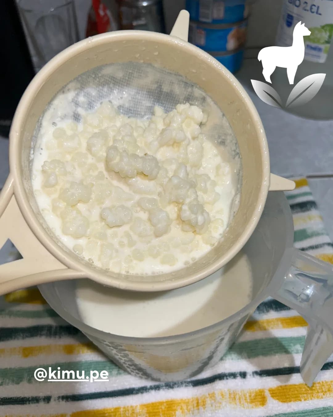 Búlgaros de leche (20 gramos)
